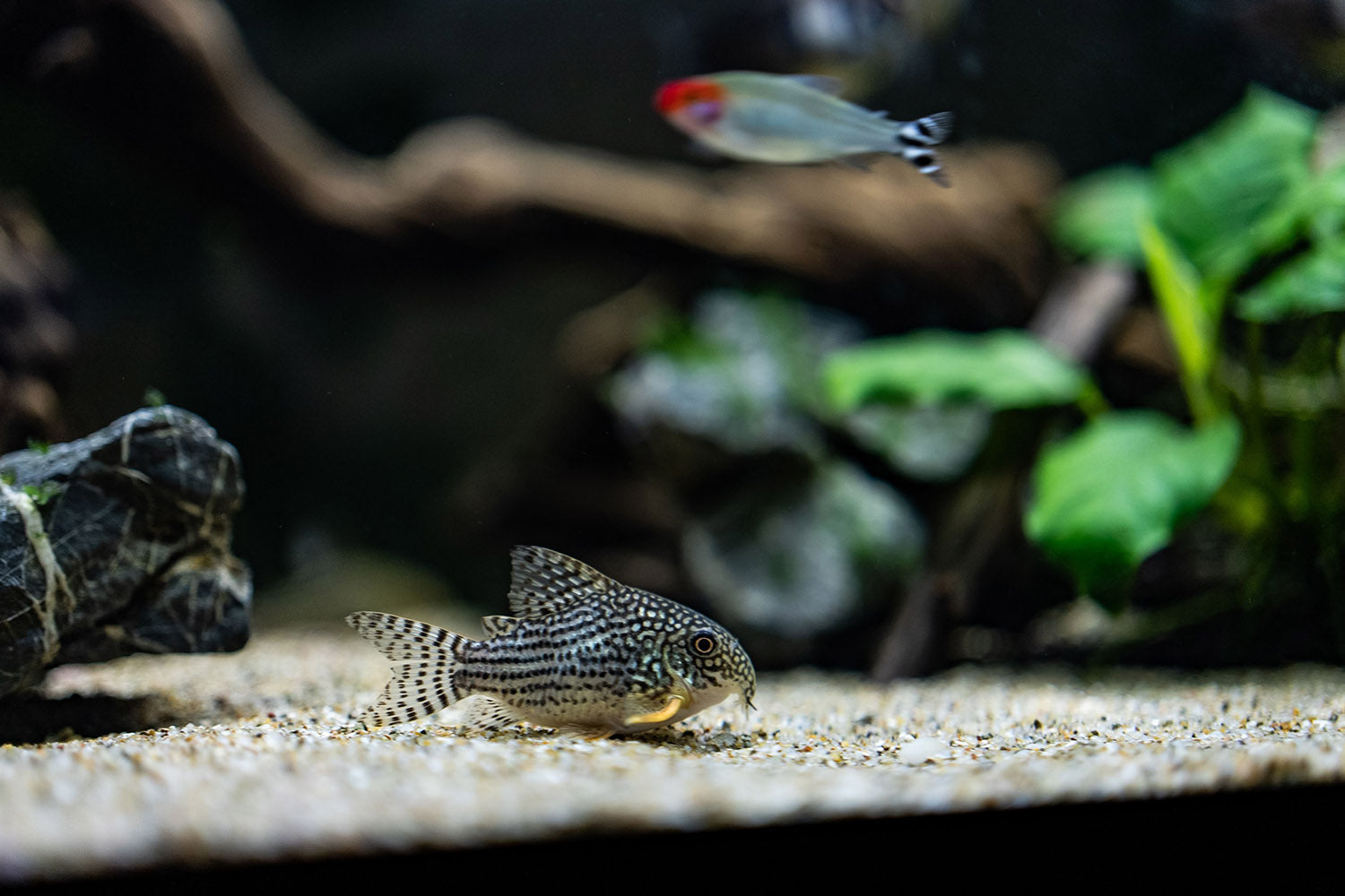 Freshwater Shrimp Care: Creating the Ideal Environment for Neocaridina Species