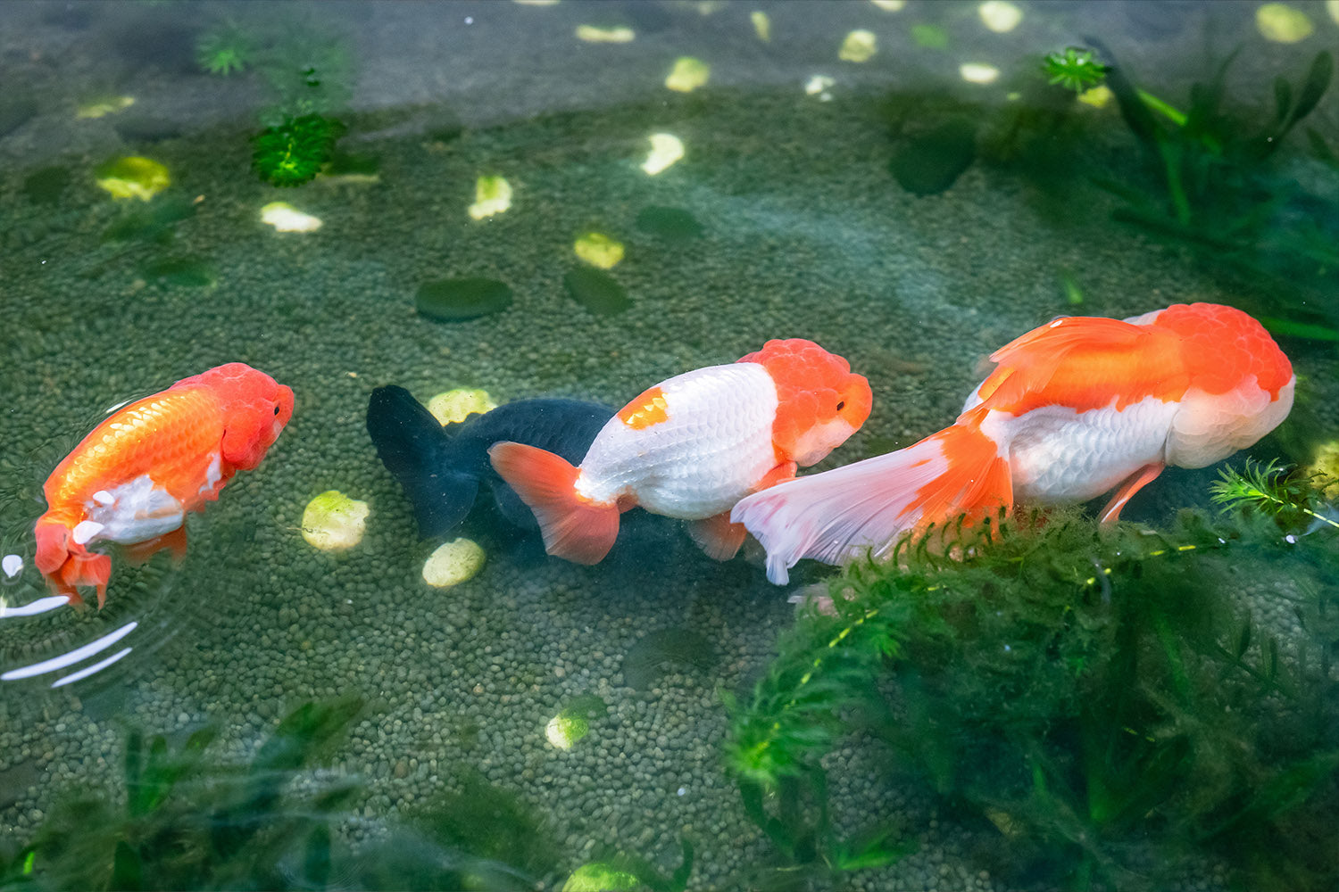 Choosing the Right Fish for Your Aquarium: A Practical Guide for Beginners and Enthusiasts